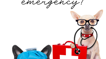 What's in Our Dog Emergency Kit?