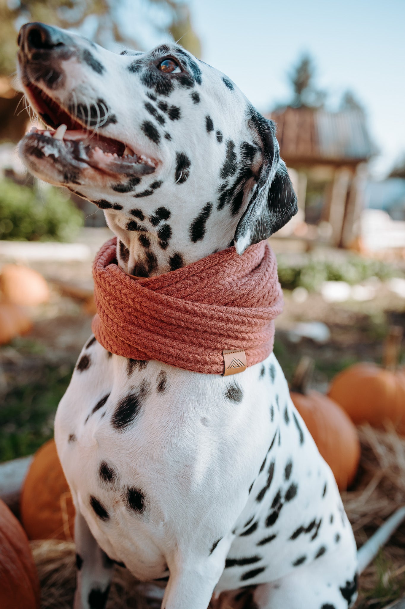 Auburn dog sweater hotsell