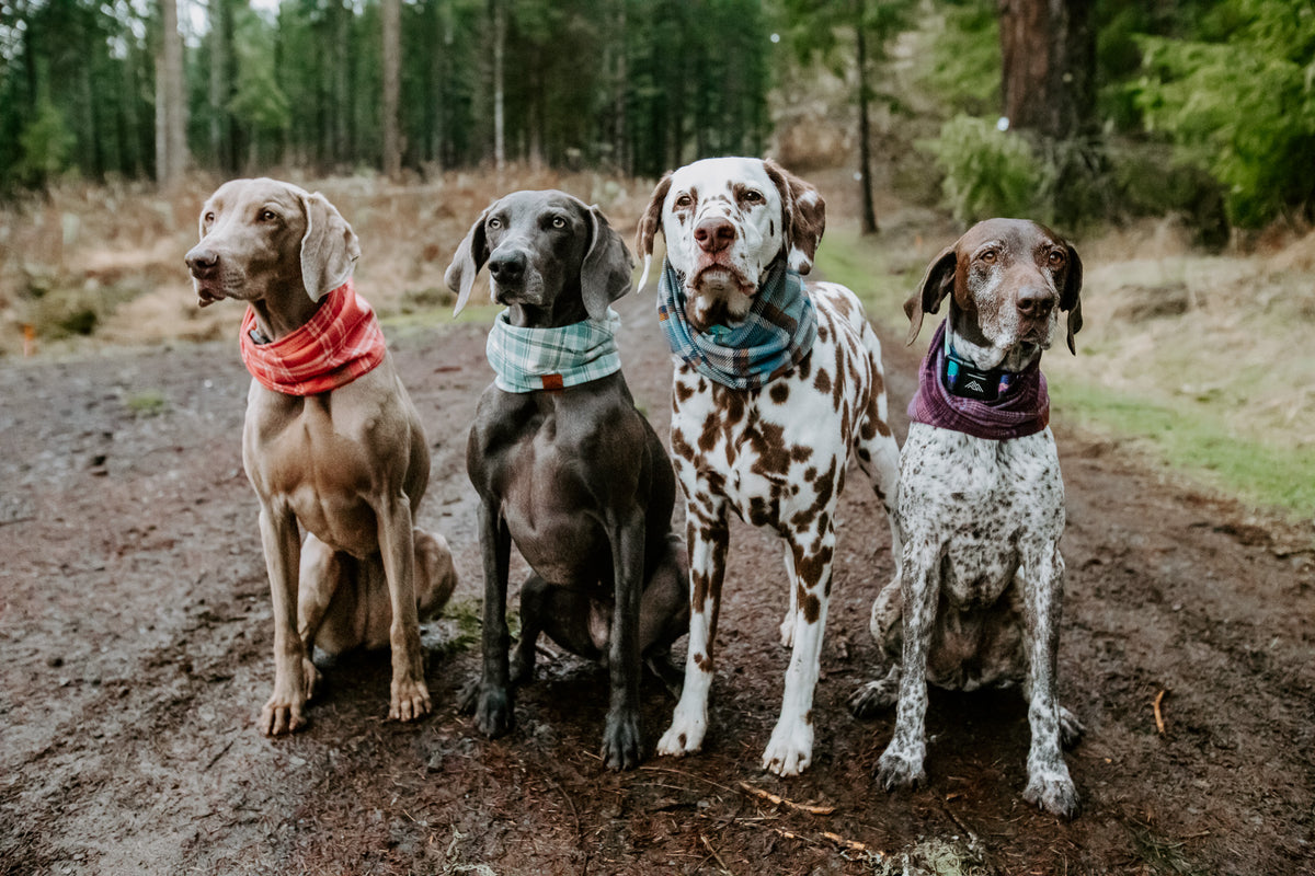 Dog infinity outlet scarf