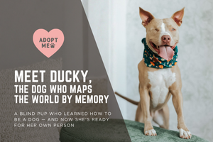 Meet Ducky: The Dog Who Maps the World by Memory