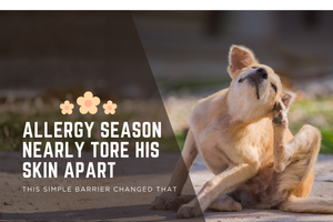 How to Protect a Dog’s Neck From Scratching During Allergy Season