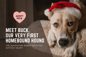 Meet Buck: The Adventure Buddy with the Softest Heart