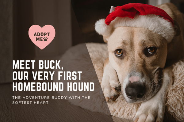 Meet Buck: The Adventure Buddy with the Softest Heart