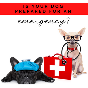 What's in Our Dog Emergency Kit?