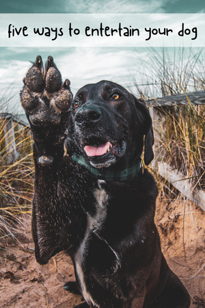 Stuck inside? Five Fun Ways to Entertain Your Dog