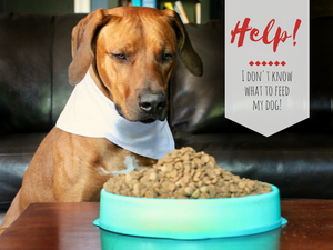 How to Choose a Dog Food