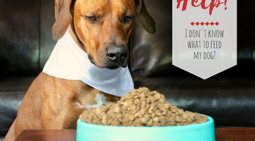 How to Choose a Dog Food