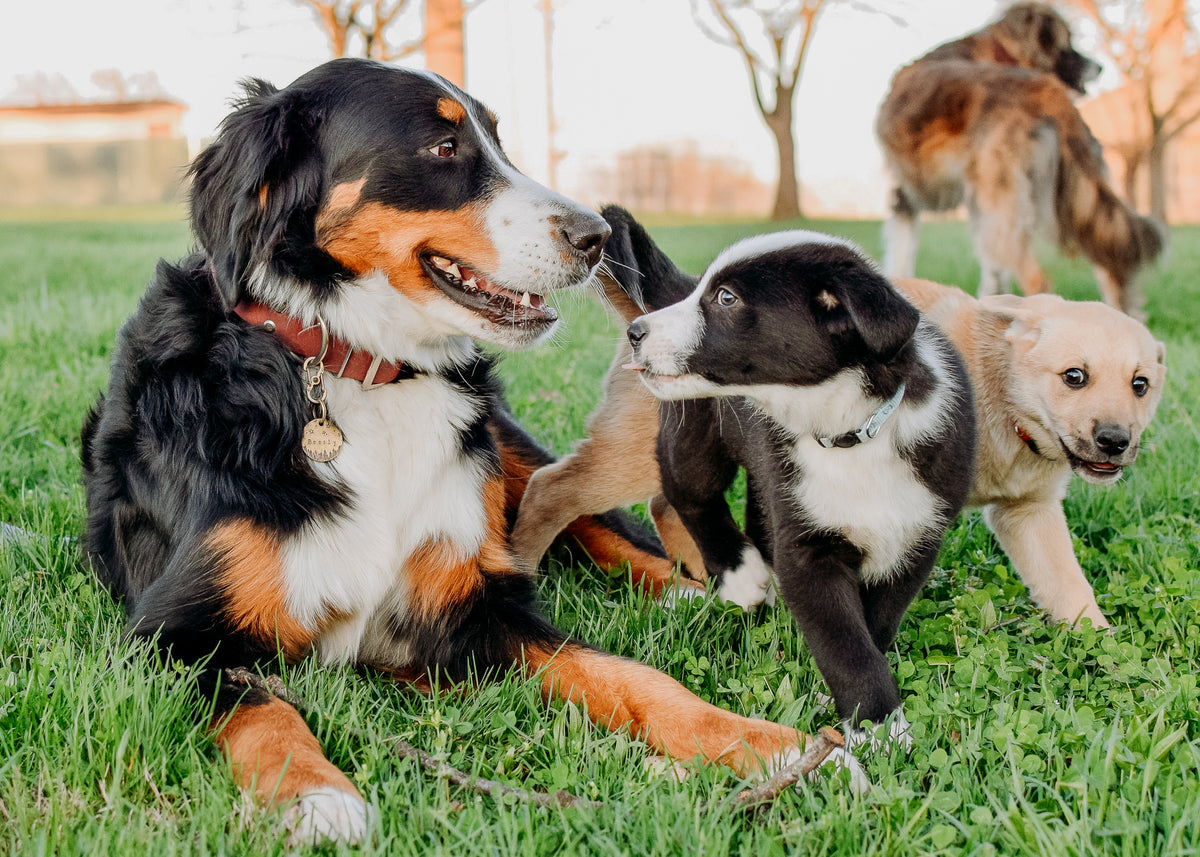 Fostering a Dog how to get started and succeed! Pacific Hound