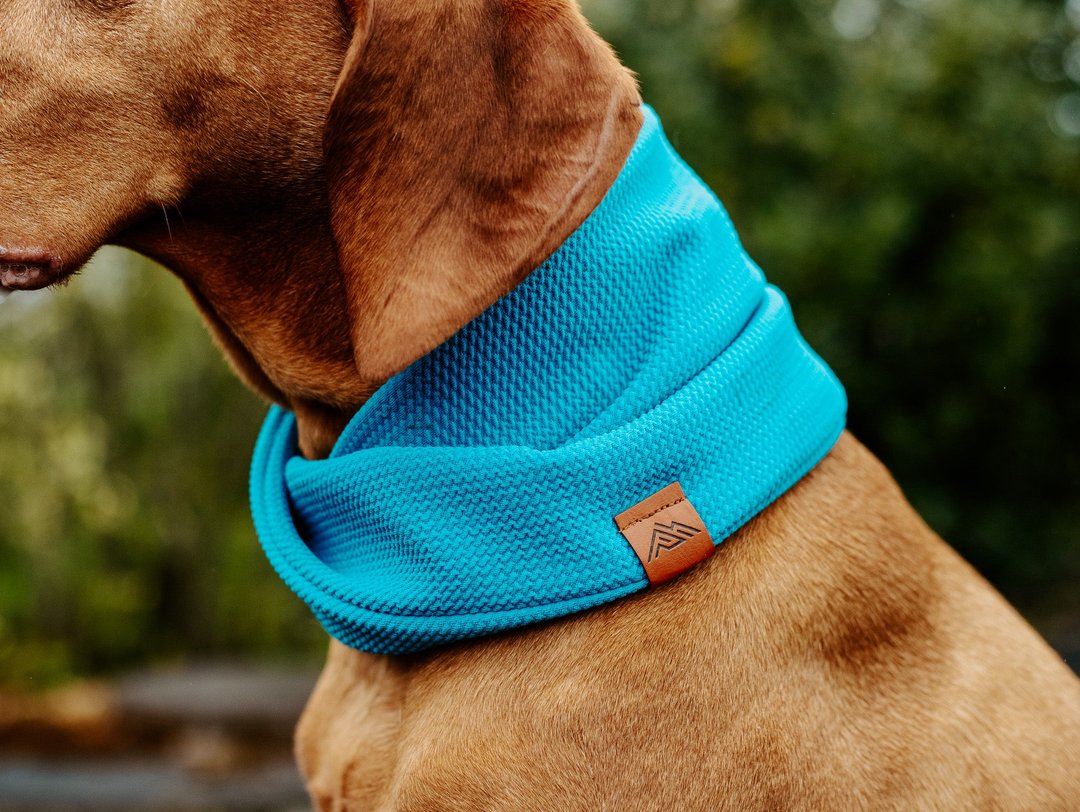 infinity dog scarves by pacific hound