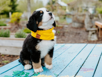 Customizable Infinity Dog Scarves - Browse Our Best-Sellers – Pacific Hound