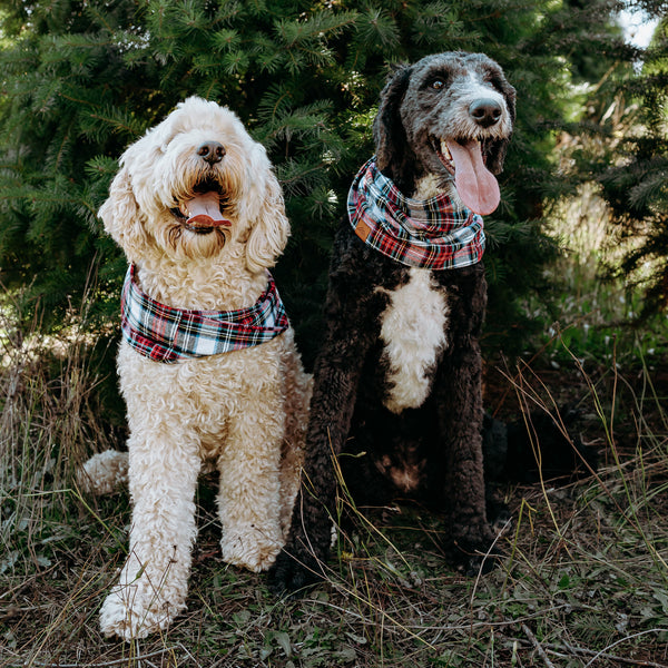 Avery Dog Scarf