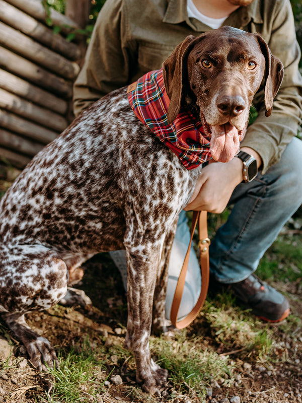 Hollis Dog Scarf