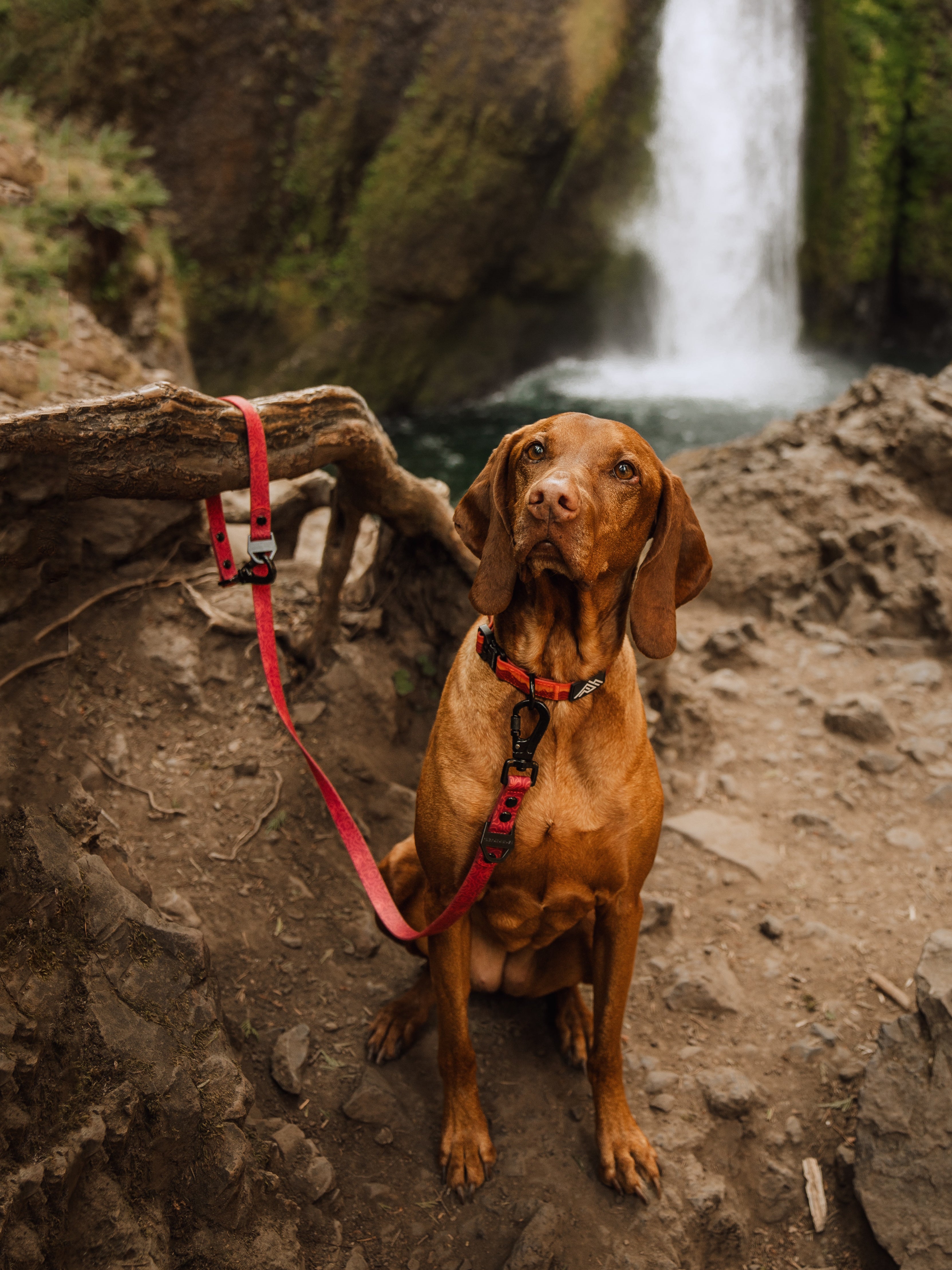 Odyssey Leash | Midnight