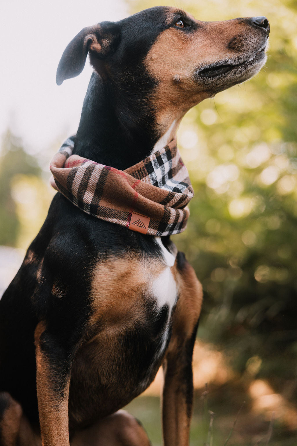 Bourbon Scarf