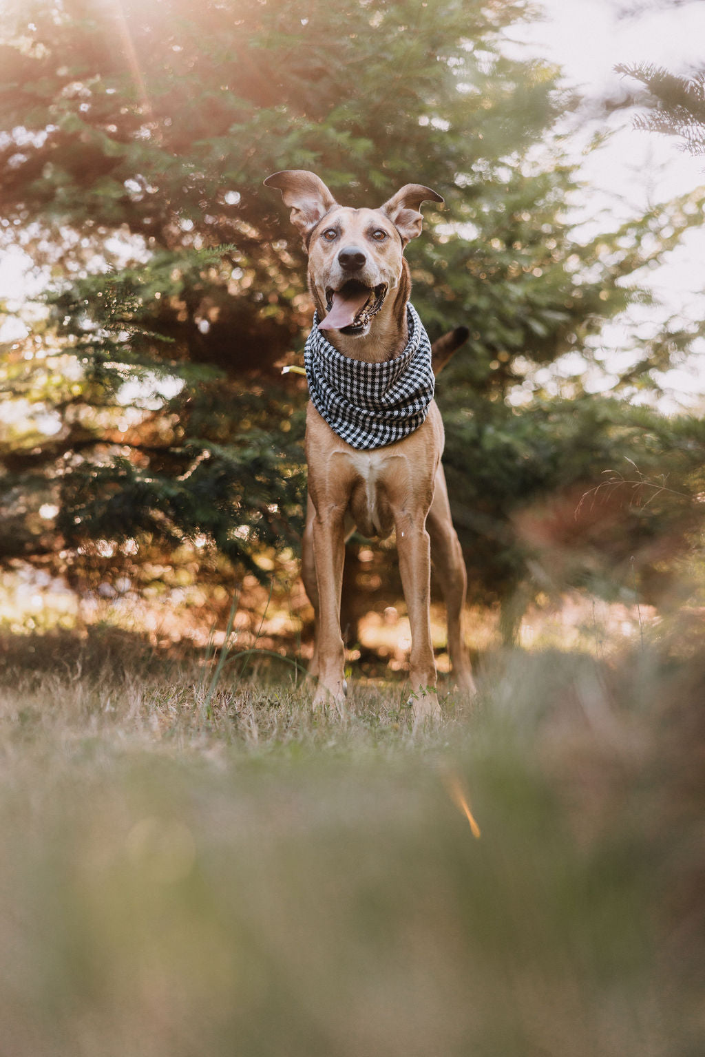 Chester Scarf