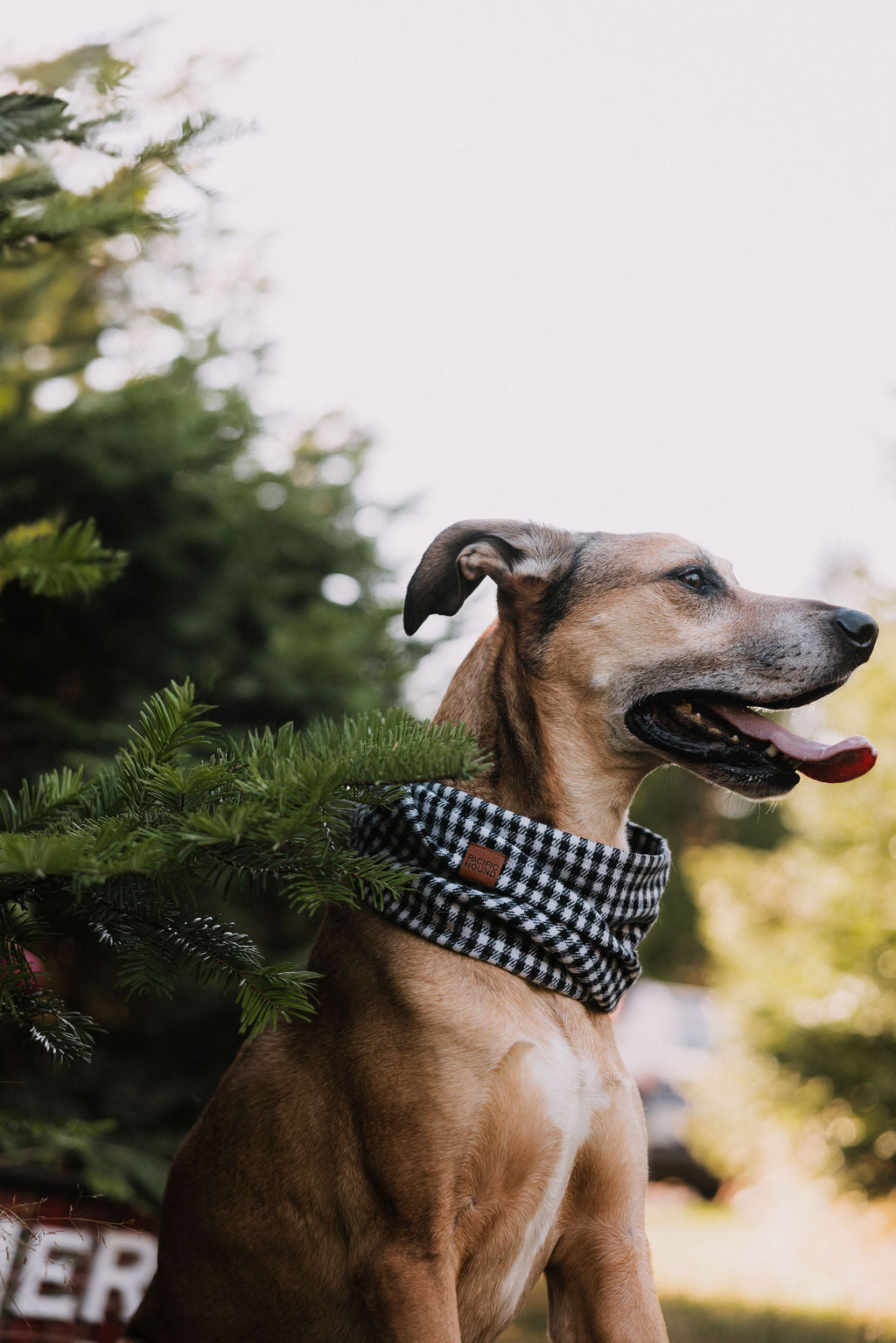 Chester Scarf