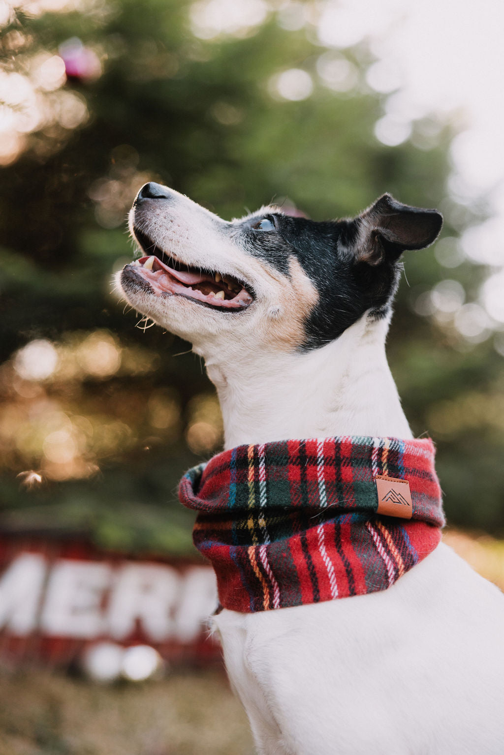 Yuletide Scarf