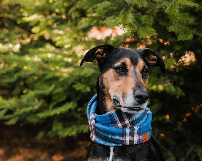 Blizzard Scarf