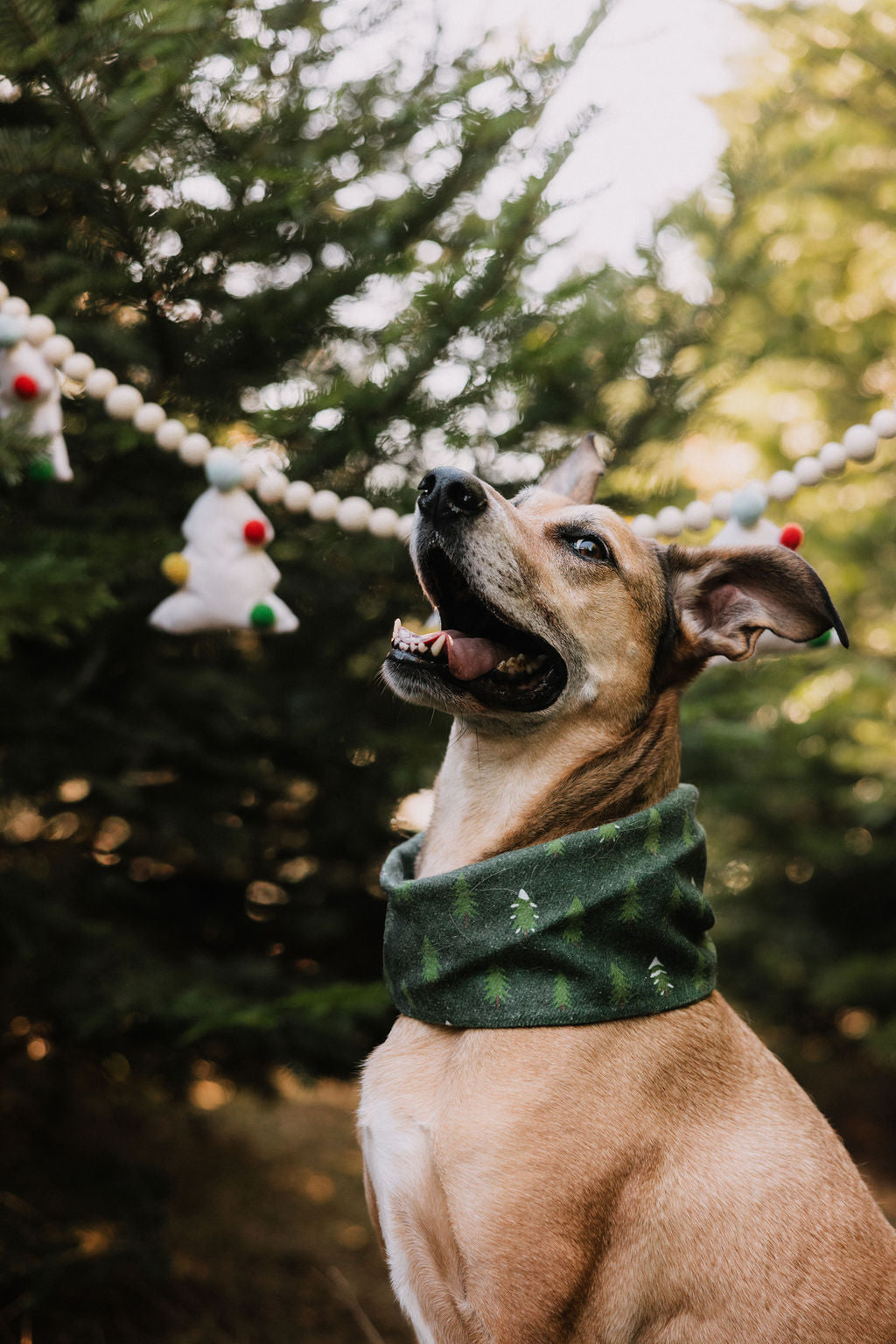Spruce Scarf