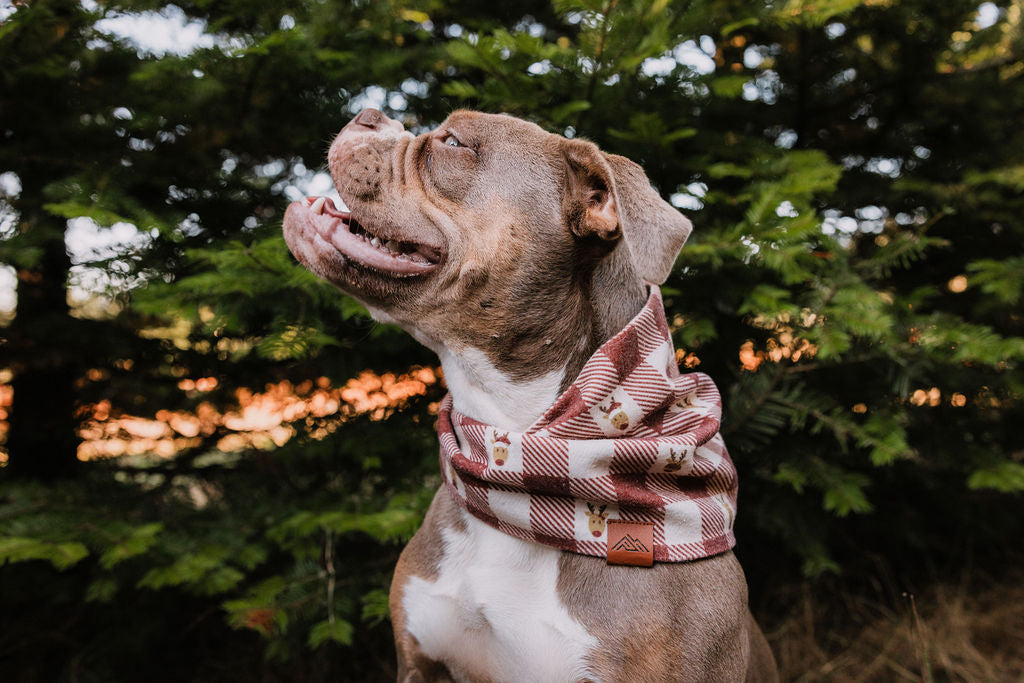 Oh Deer Scarf