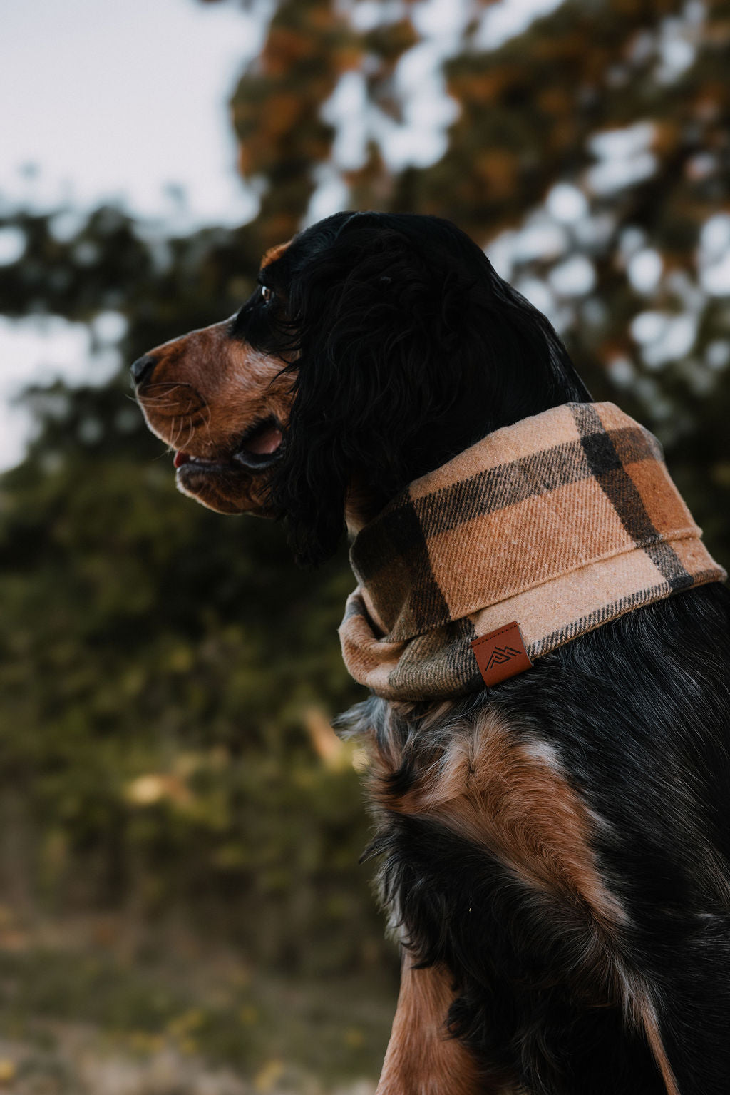 Winslow Scarf