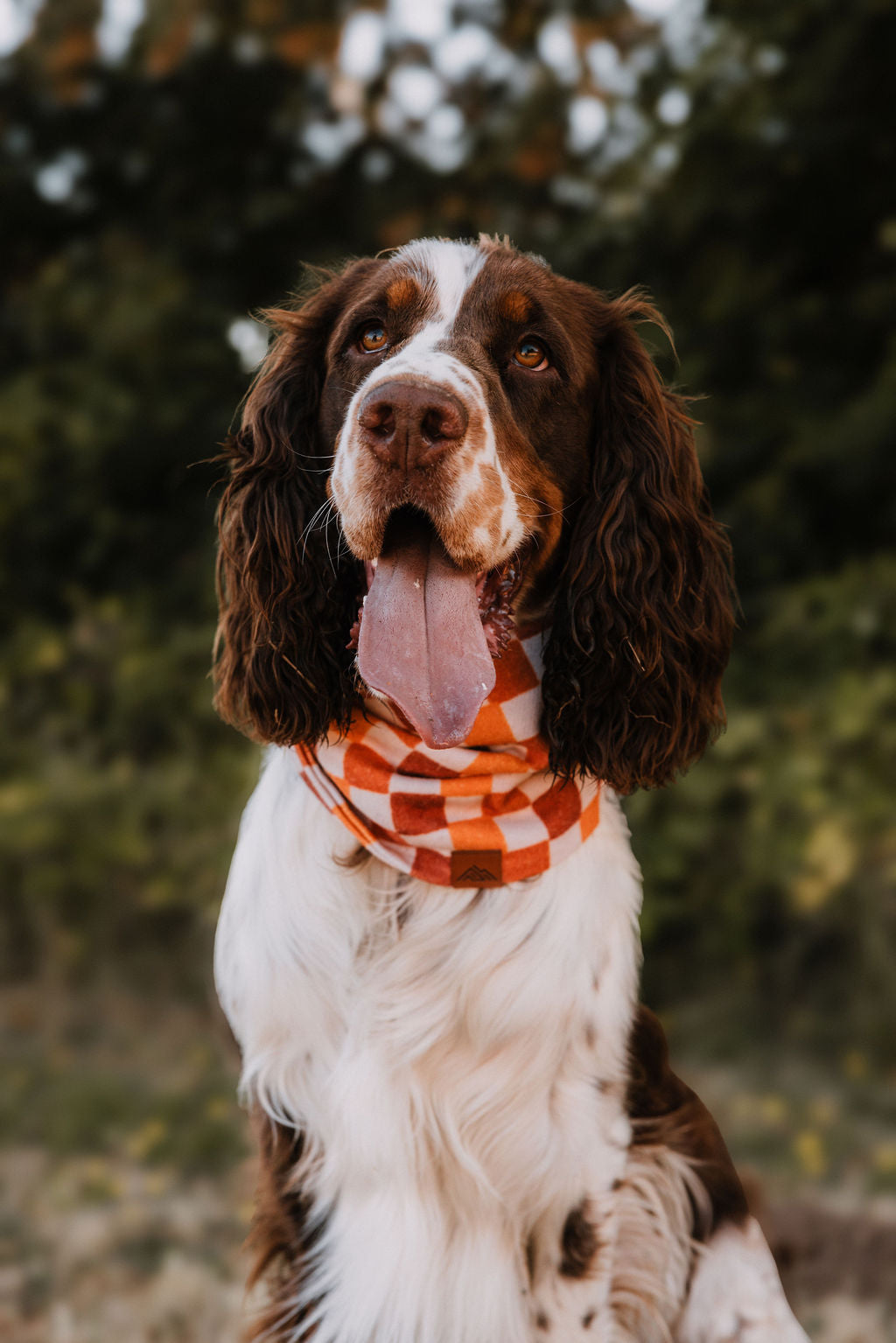 Pumpkin Patch Scarf