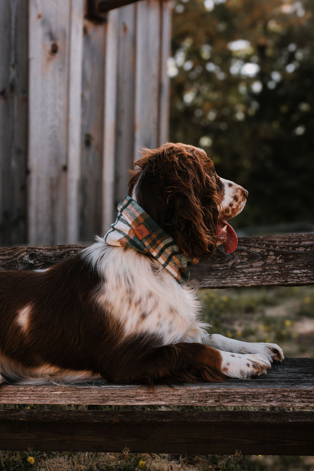 Briar Scarf