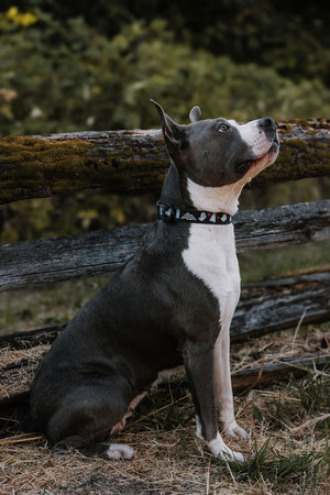 Summit Collar | Boo Crew