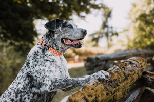 Summit Collar | Pumpkin Patch
