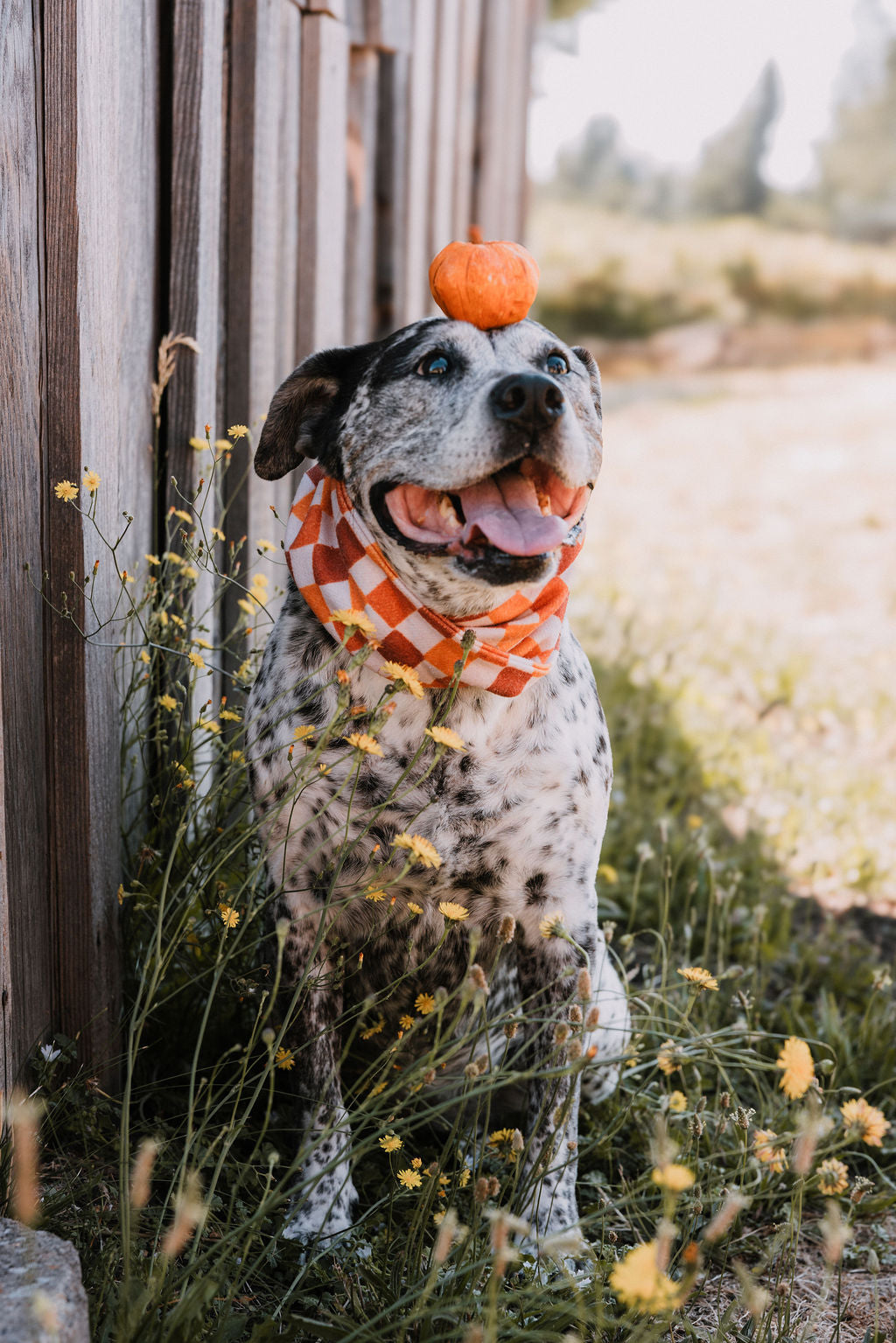 Pumpkin Patch Scarf