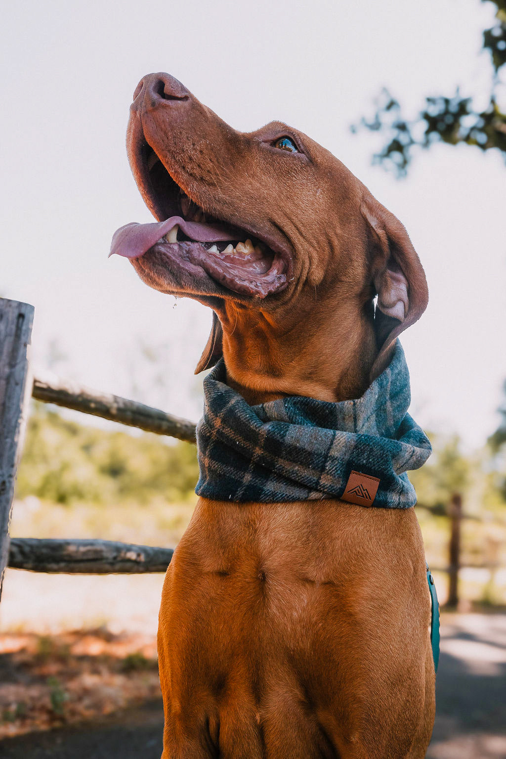 Milo Scarf