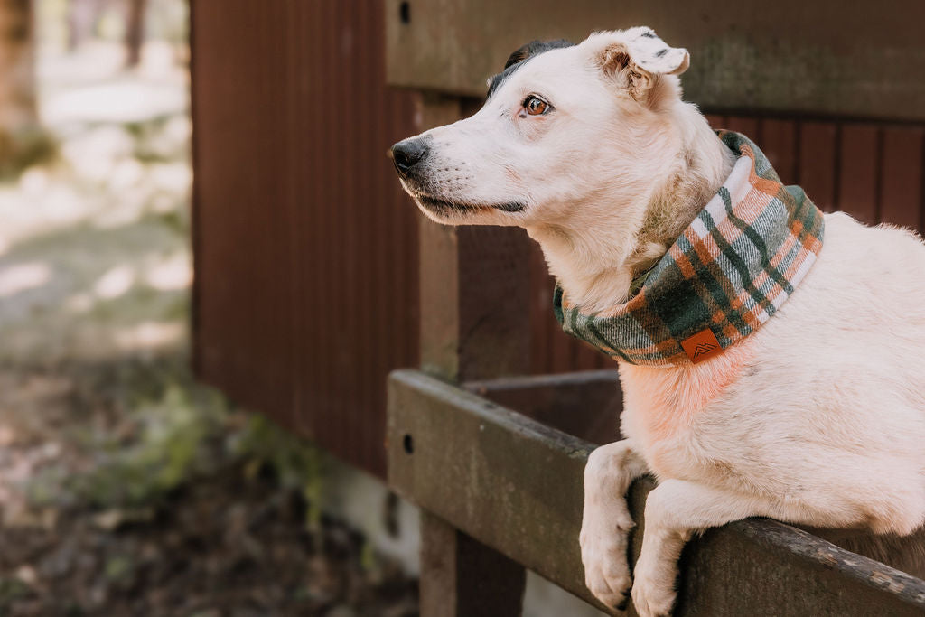 Briar Scarf