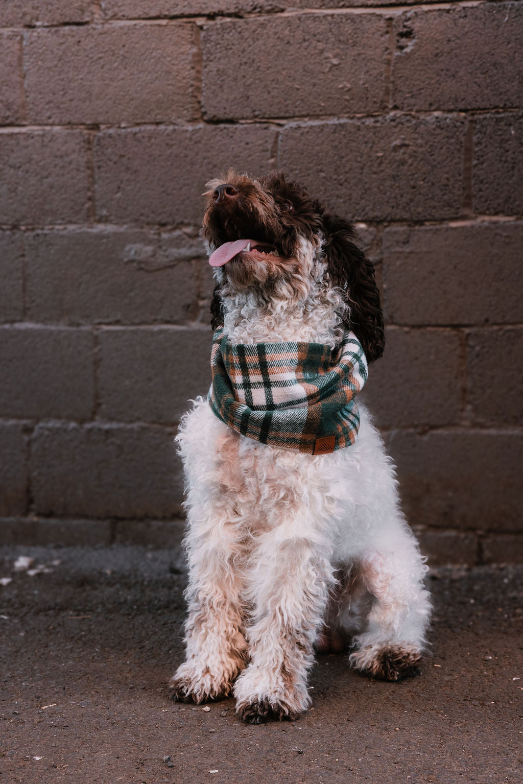 Briar Scarf