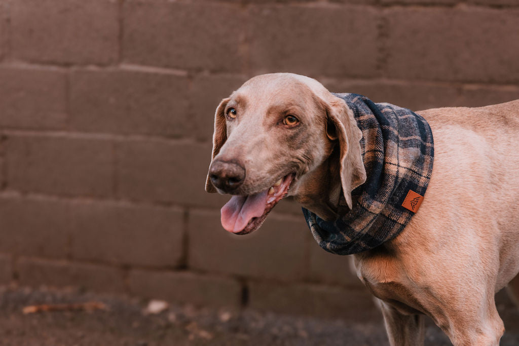 Milo Scarf