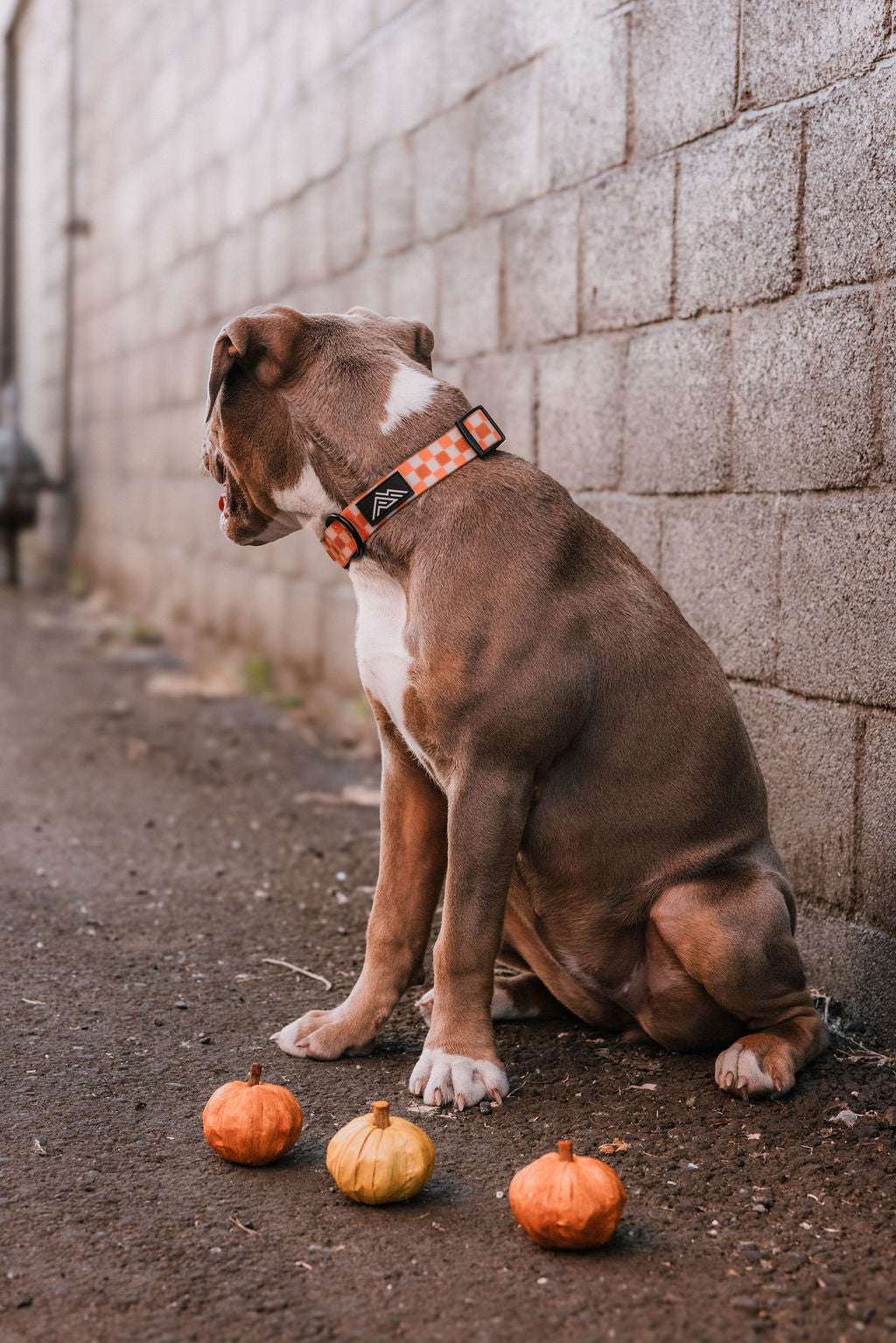 Summit Collar | Pumpkin Patch