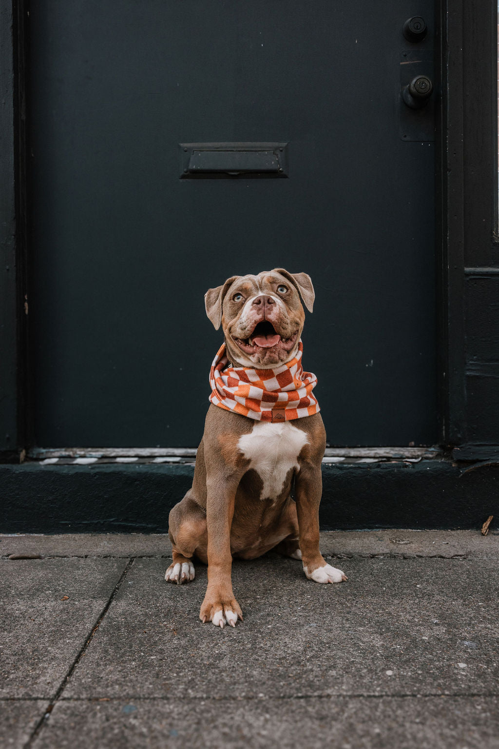 Pumpkin Patch Scarf