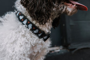 Summit Collar | Boo Crew
