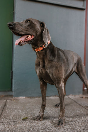 Summit Collar | Pumpkin Patch