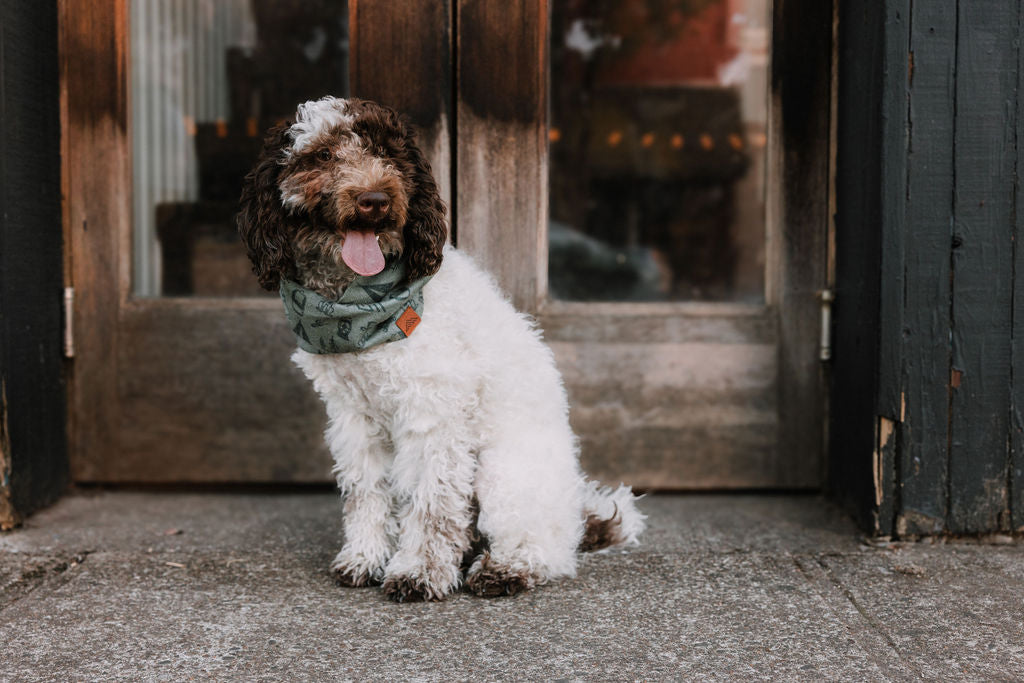 Camp Canine Scarf