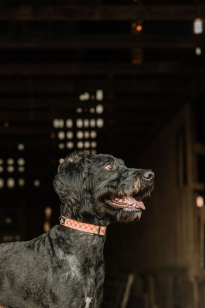Summit Collar | Pumpkin Patch