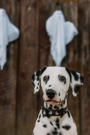 Summit Collar | Boo Crew