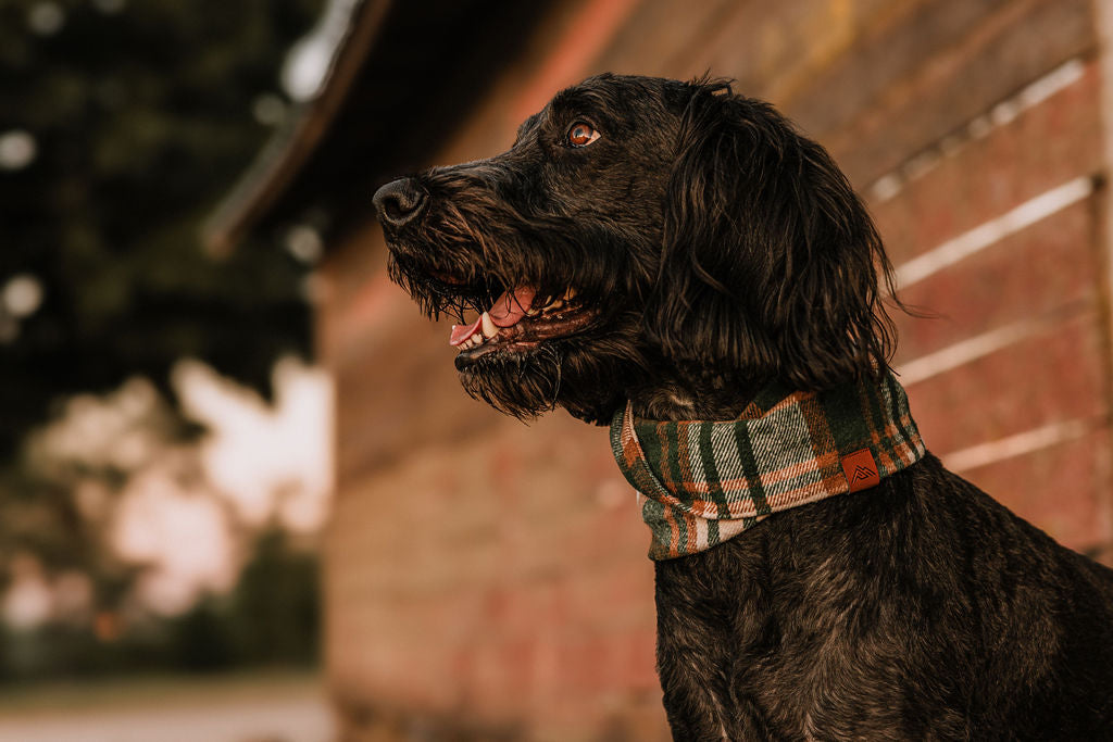 Briar Scarf