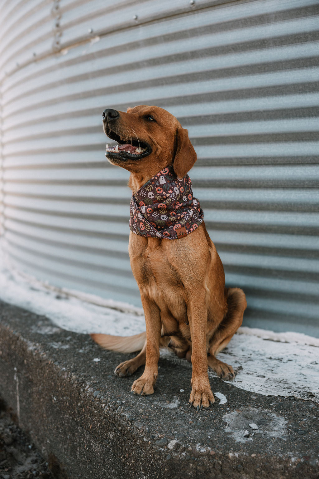 Twilight Bloom Scarf