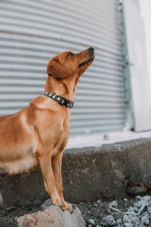 Summit Collar | Boo Crew