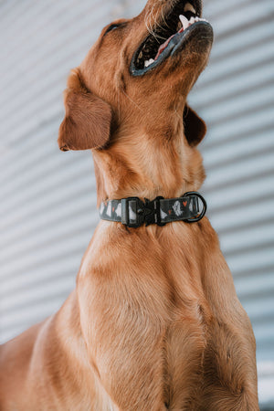 Summit Collar | Boo Crew