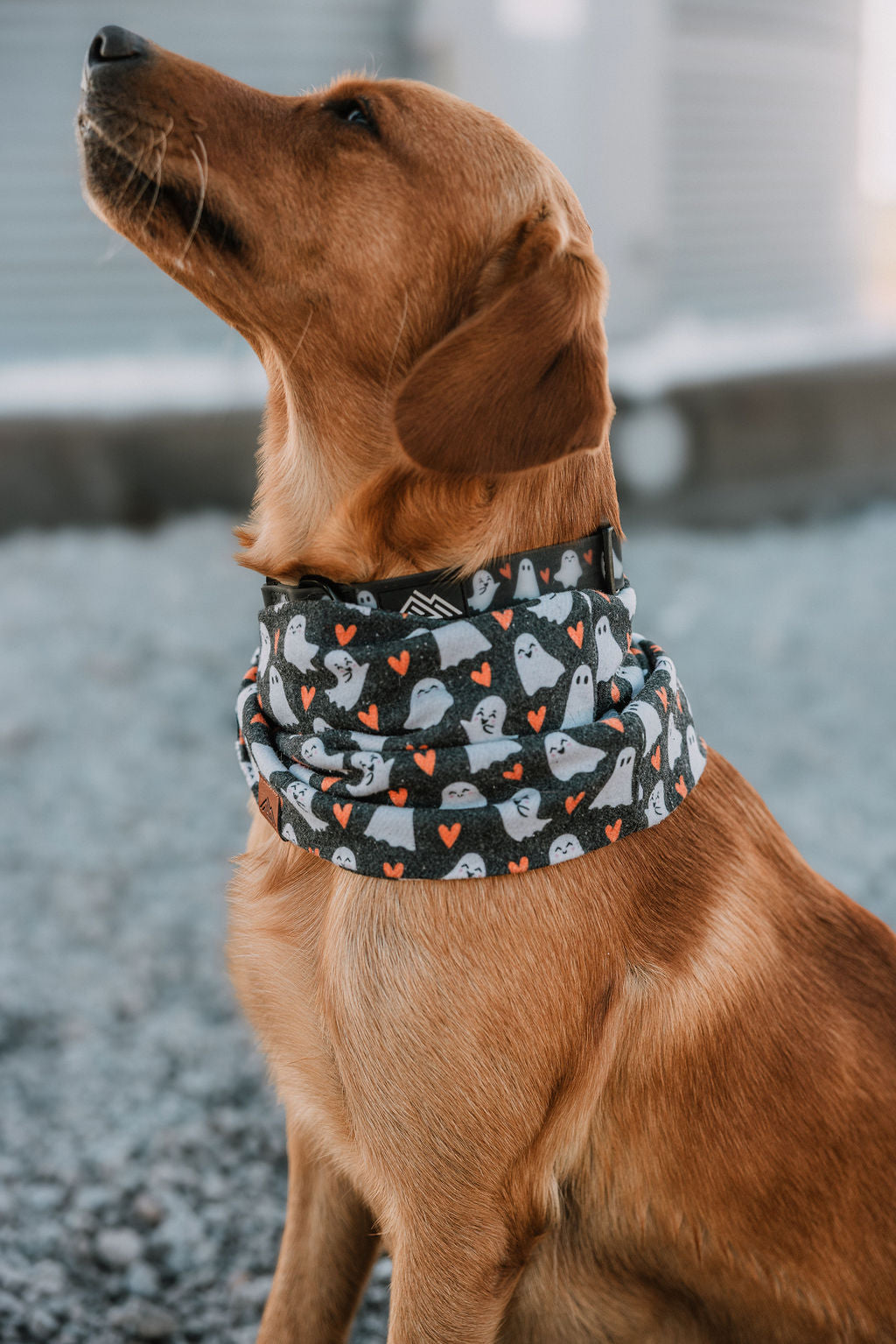 Summit Collar | Boo Crew