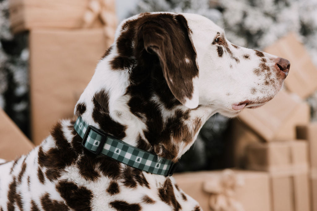 Summit Collar | Northwood