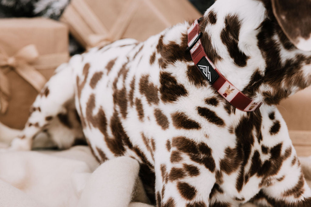 Summit Collar | Oh Deer