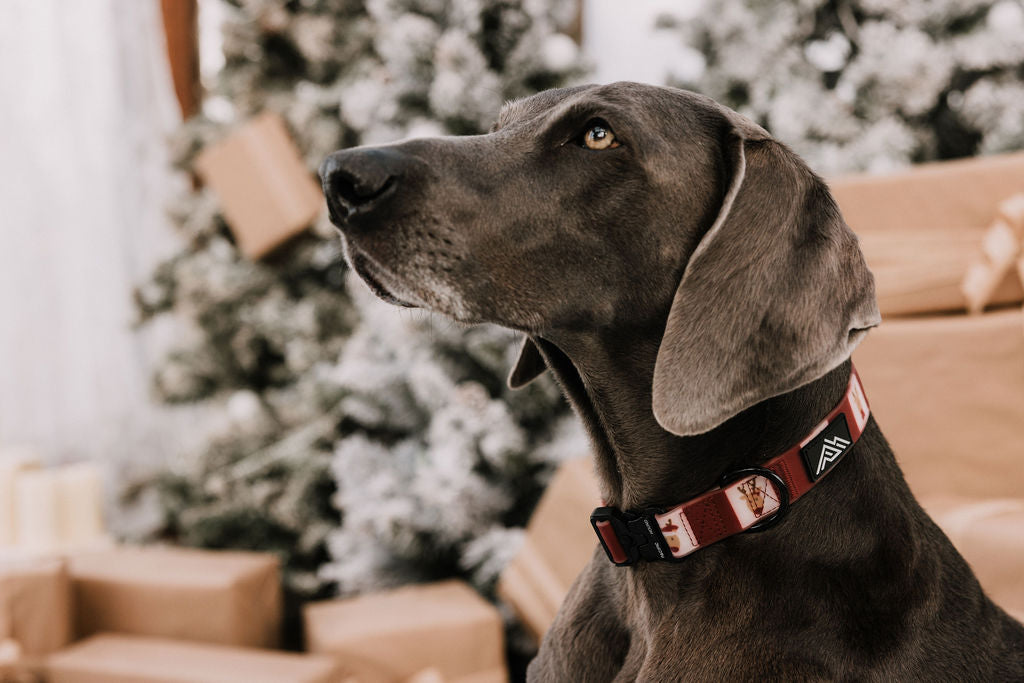 Summit Collar | Oh Deer