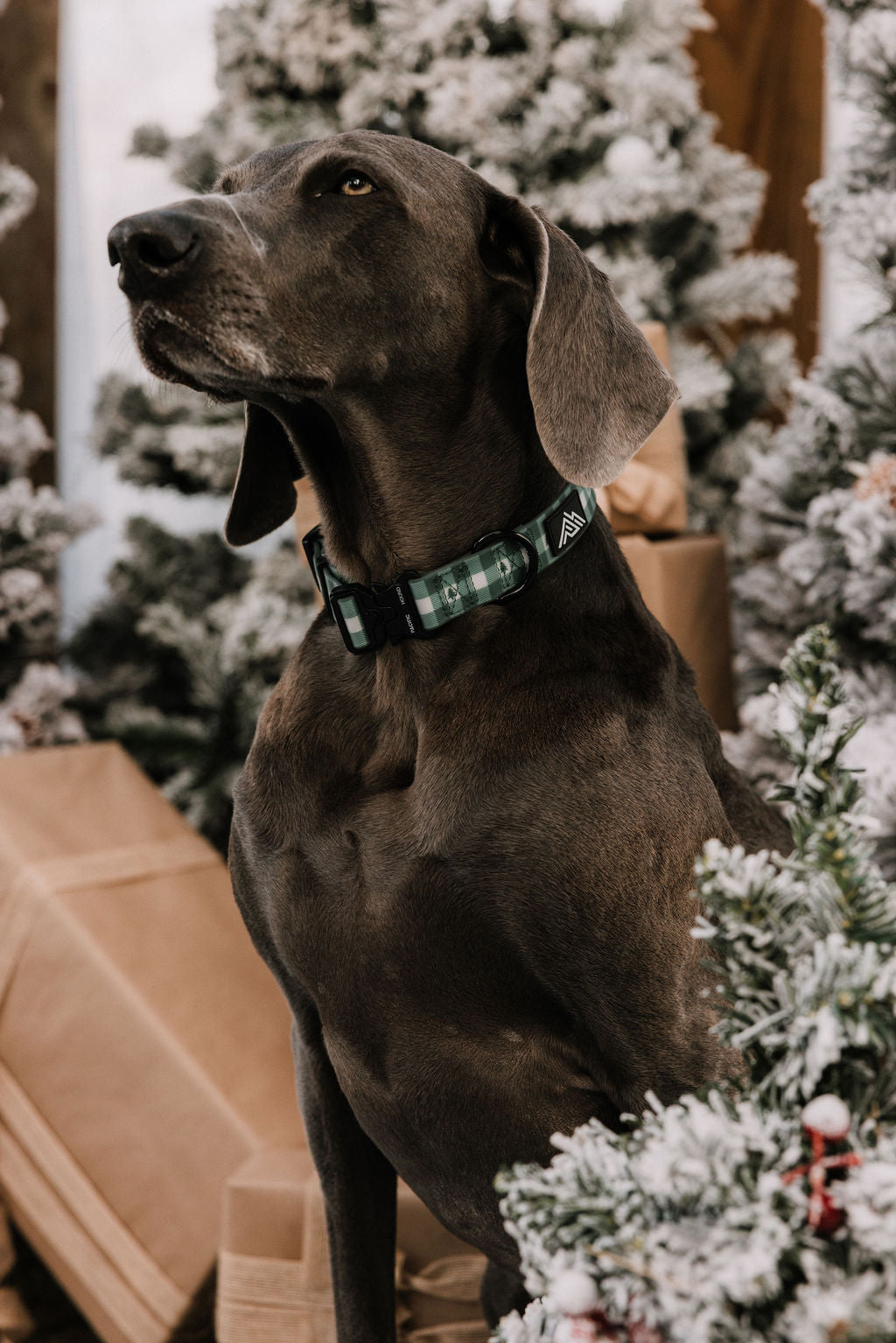 Summit Collar | Northwood